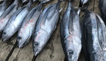 Shewan Sea Food - Gallery Image