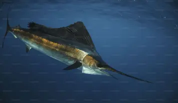 Shewan Sea Food - Gallery Image