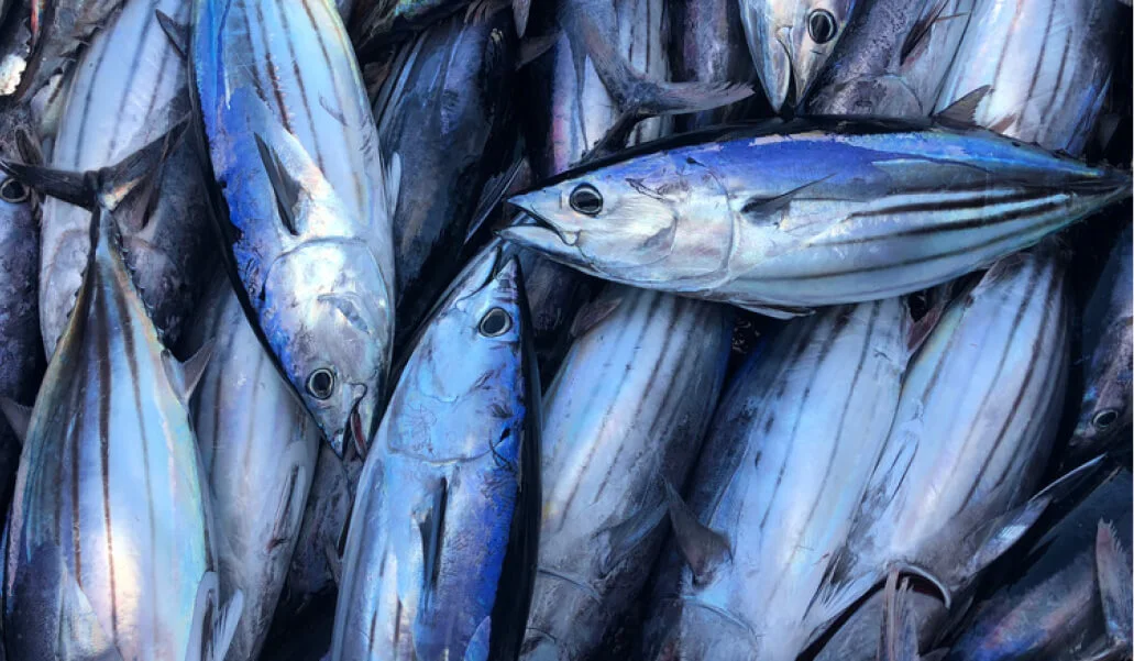 Shewan Sea Food - Our Products Image